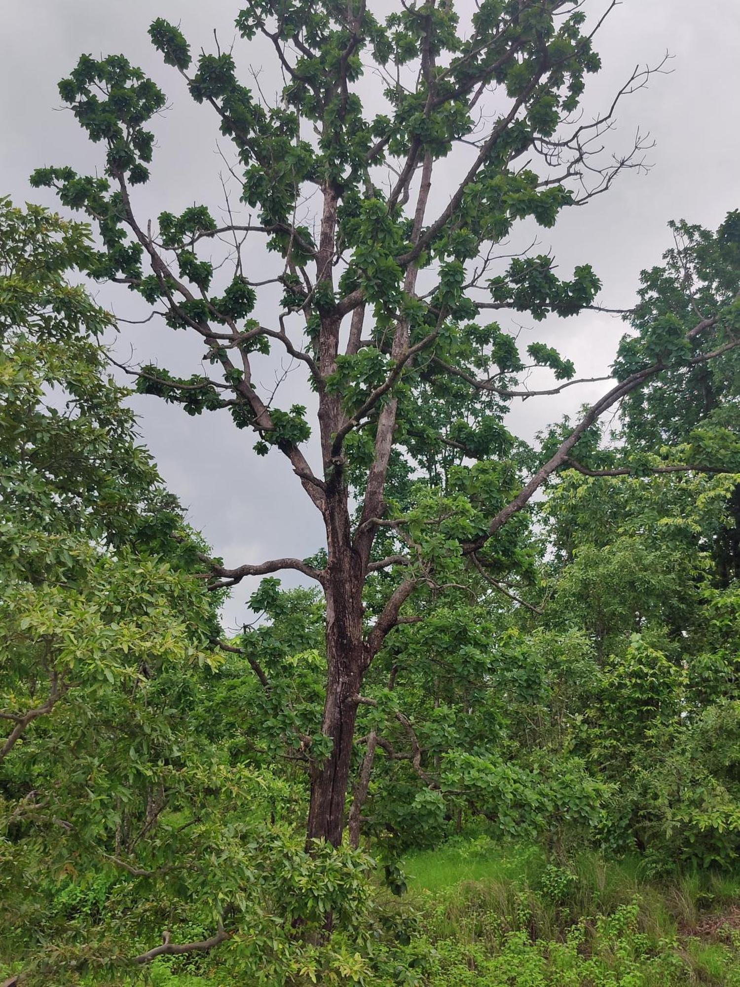 Surwahi Social Ecoestate Kānha エクステリア 写真